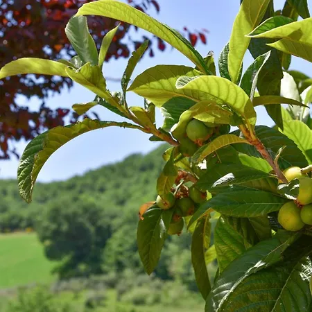 Passero Torricella Sicura
