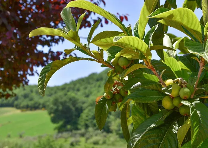 Passero Torricella Sicura
